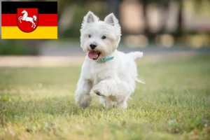 Read more about the article Aşağı Saksonya’da Westie yetiştiricileri ve köpek yavruları