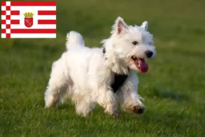 Read more about the article Bremen’de Westie yetiştiricileri ve köpek yavruları