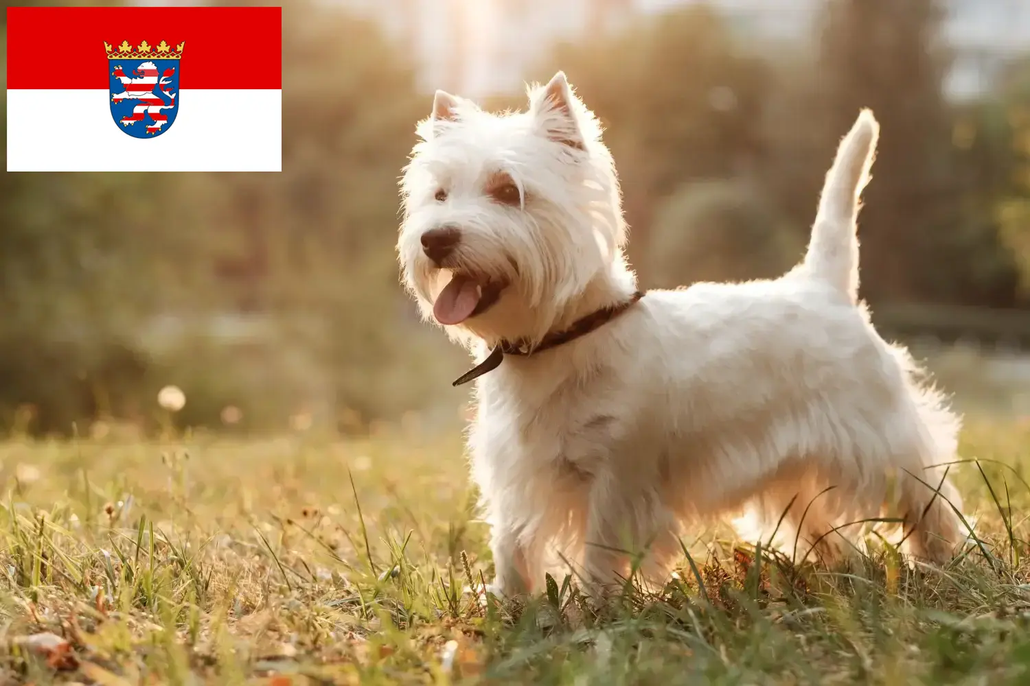 Read more about the article Hessen’deki Westie yetiştiricileri ve köpek yavruları