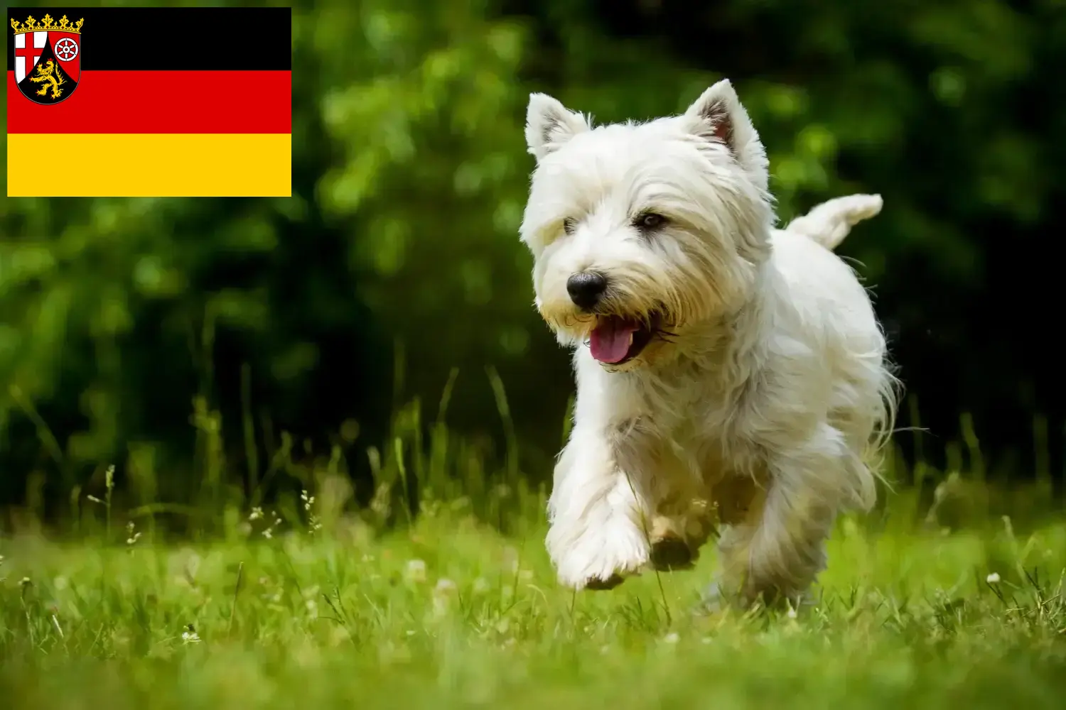 Read more about the article Rhineland-Palatinate’deki Westie yetiştiricileri ve köpek yavruları