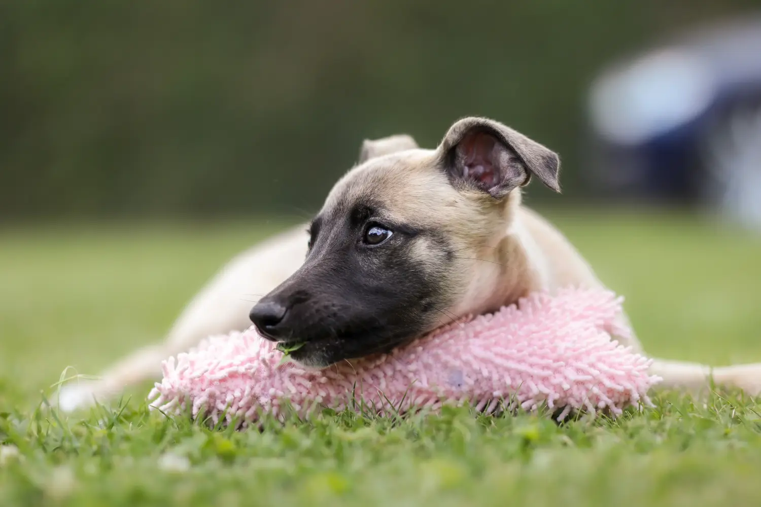 Bir Whippet yavrusu satın almak sorumluluk almak demektir! Whippet yavruları satın alın.