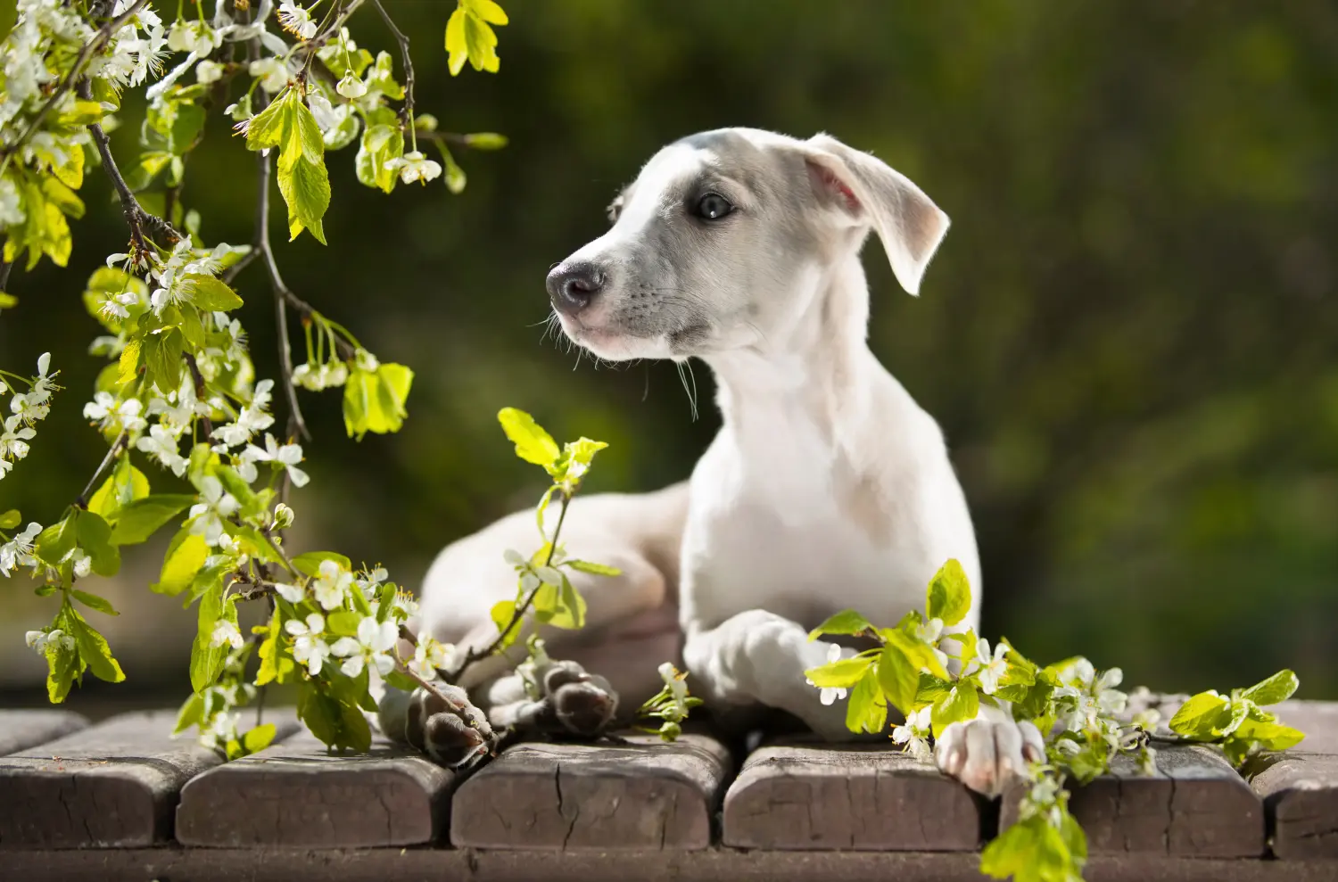 Bir Whippet yavrusu satın almak sorumluluk almak demektir! Whippet yavruları satın alın.