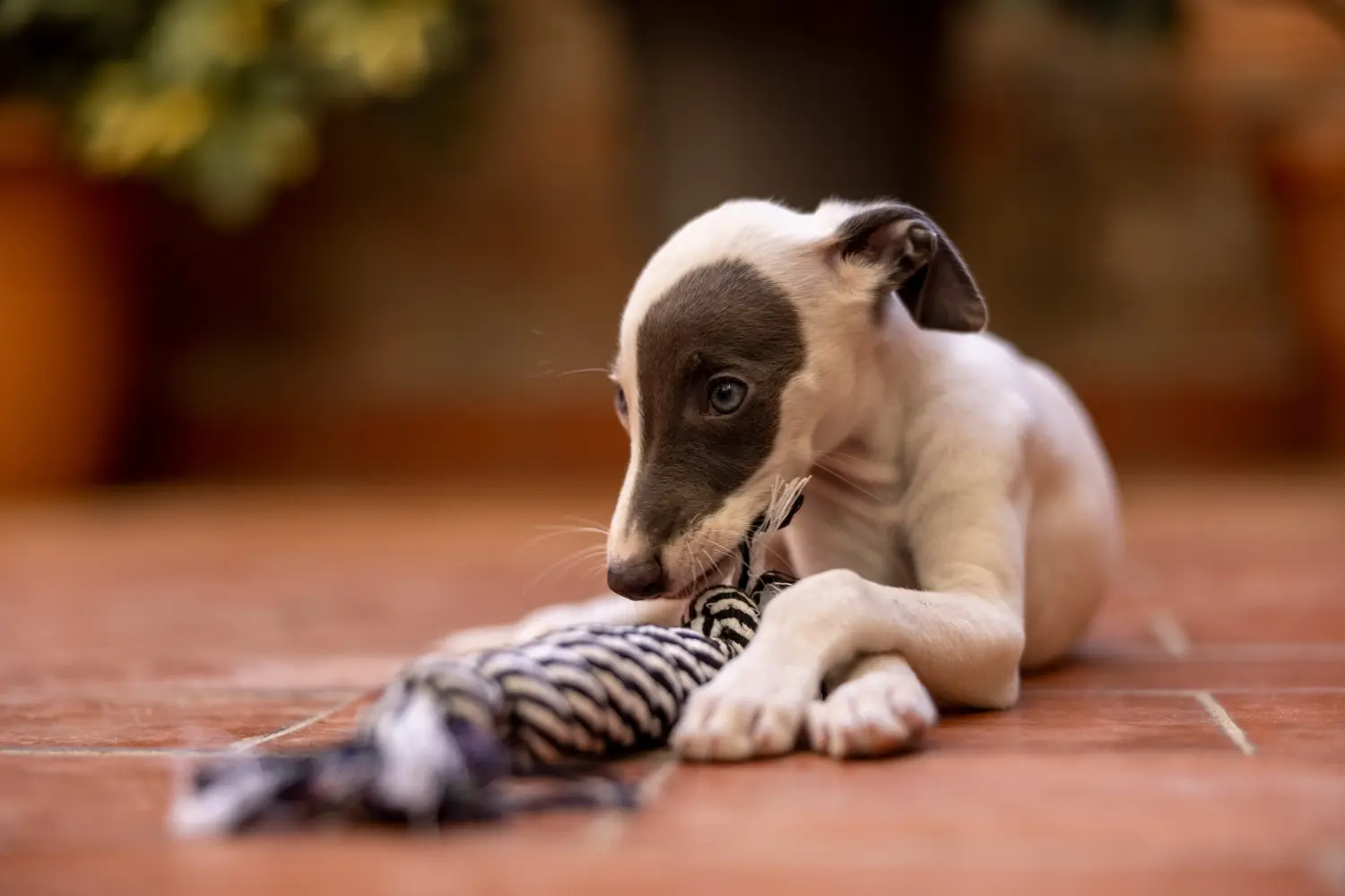 Bir Whippet yavrusu satın almak sorumluluk almak demektir! Whippet yavruları satın alın.