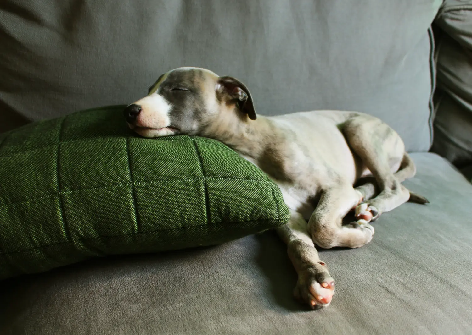 Bir Whippet yavrusu satın almak sorumluluk almak demektir! Whippet yavruları satın alın.