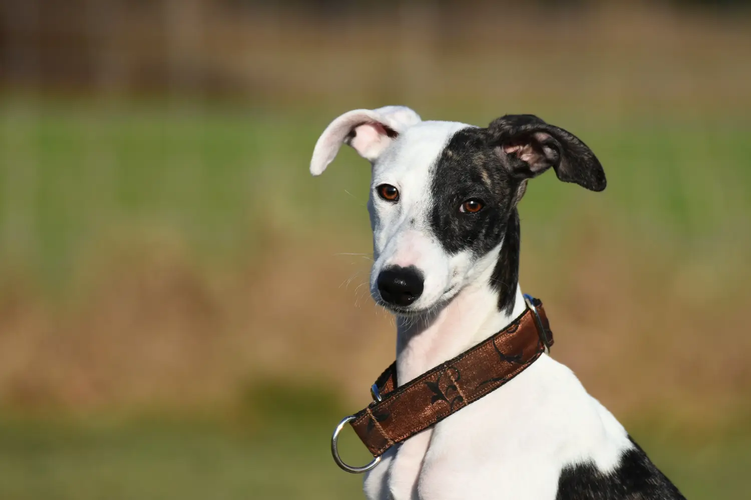 Bir Whippet yavrusu satın almak sorumluluk almak demektir! Whippet yavruları satın alın.