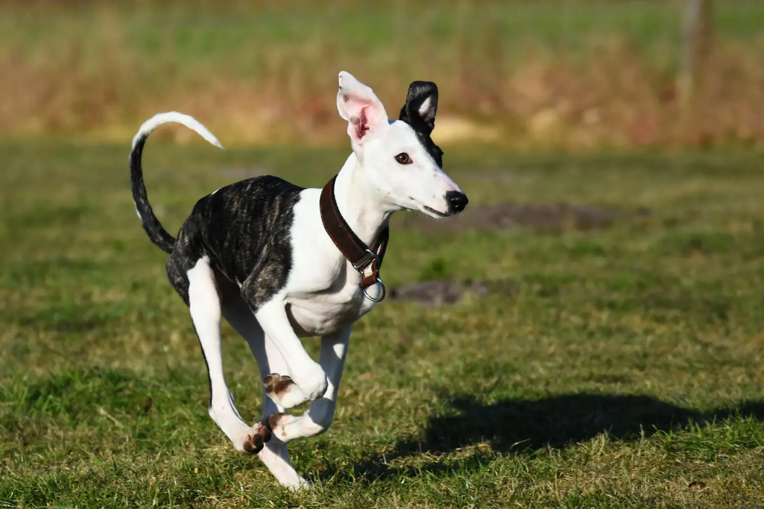 Bir Whippet yavrusu satın almak sorumluluk almak demektir! Whippet yavruları satın alın.