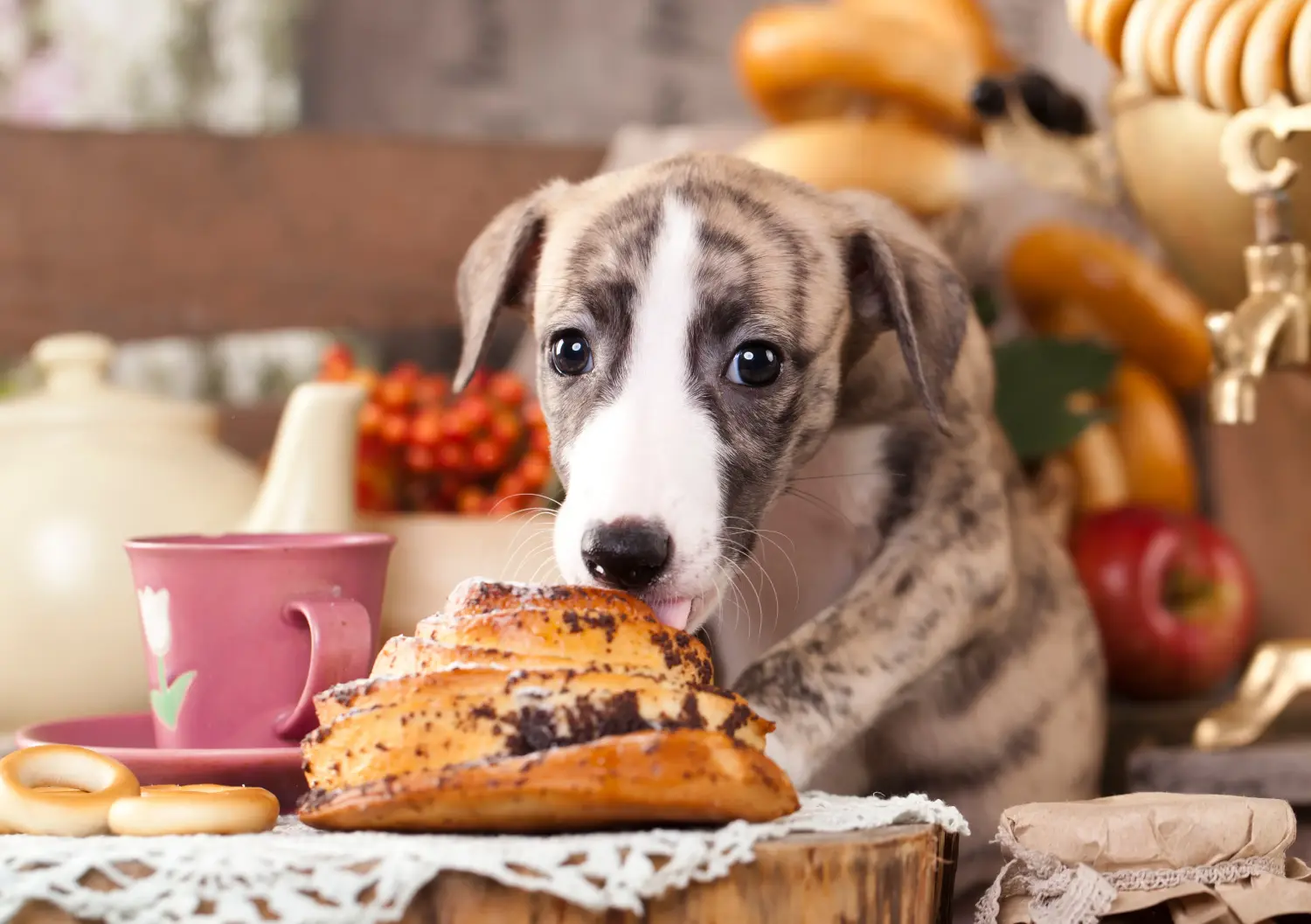 Bir Whippet yavrusu satın almak sorumluluk almak demektir! Whippet yavruları satın alın.