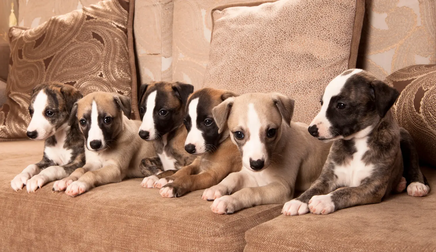 Bir Whippet yavrusu satın almak sorumluluk almak demektir! Whippet yavruları satın alın.