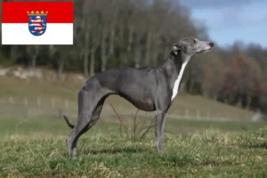 Read more about the article Hessen’deki Whippet yetiştiricileri ve köpek yavruları