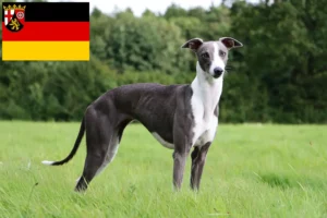Read more about the article Rhineland-Palatinate’deki Whippet yetiştiricileri ve köpek yavruları