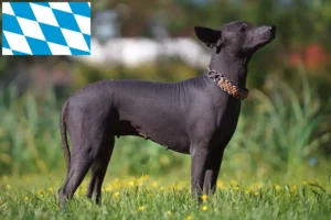 Read more about the article Bavyera’da Xolo yetiştiricileri ve yavru köpekler