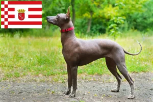 Read more about the article Bremen’de Xolo yetiştiricileri ve köpek yavruları