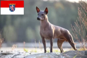 Read more about the article Hessen’de Xolo yetiştiricileri ve köpek yavruları