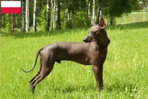 Read more about the article Polonya’da Xolo yetiştiricileri ve köpek yavruları