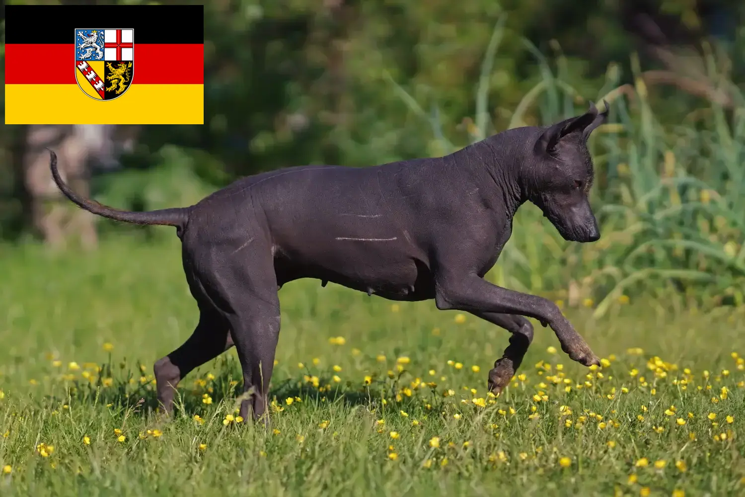 Read more about the article Saarland’da Xolo yetiştiricileri ve köpek yavruları