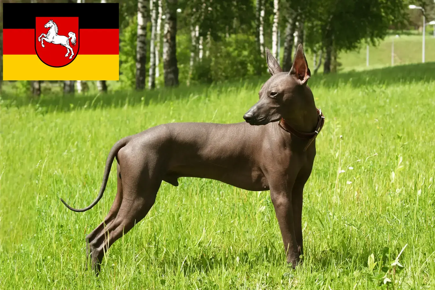 Read more about the article Aşağı Saksonya’da Xolo yetiştiricileri ve köpek yavruları