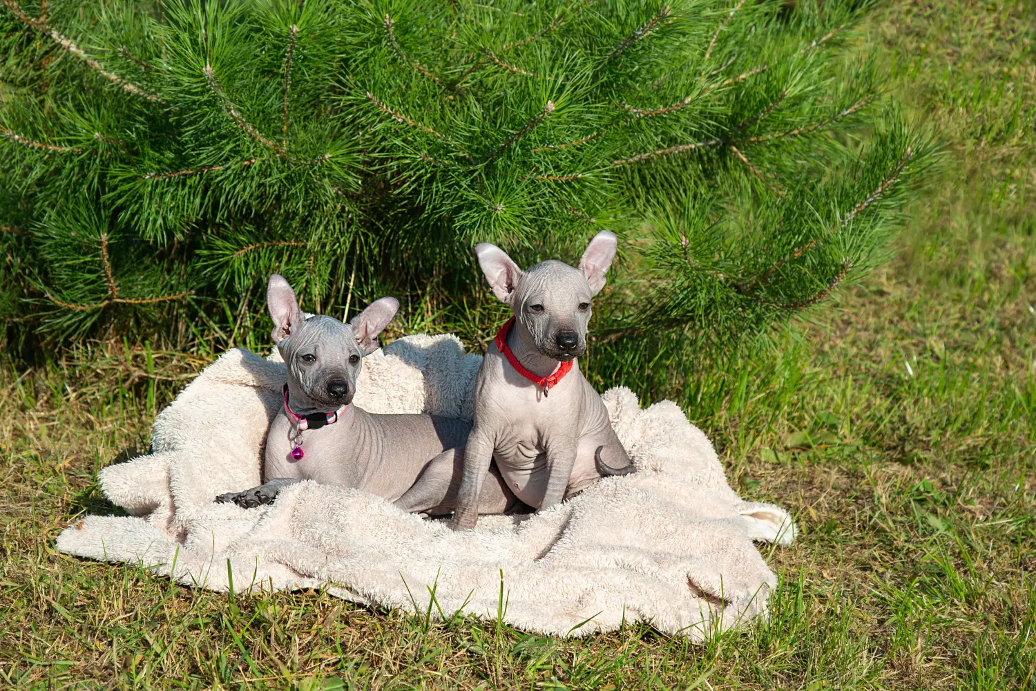 Bir Xolo yavru köpek satın almak sorumluluk almak demektir! Xolo yavru köpekleri satın alın.