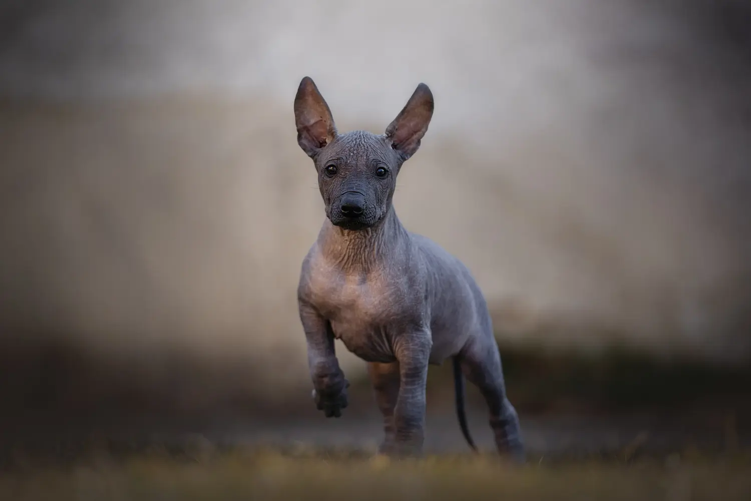 Bir Xolo yavru köpek satın almak sorumluluk almak demektir! Xolo yavru köpekleri satın alın.