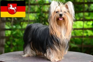 Read more about the article Aşağı Saksonya’da Yorkshire Terrier yetiştiricileri ve köpek yavruları