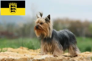 Read more about the article Baden-Württemberg’de Yorkshire Terrier yetiştiricileri ve köpek yavruları