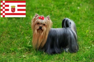 Read more about the article Bremen’de Yorkshire Terrier yetiştiricileri ve köpek yavruları