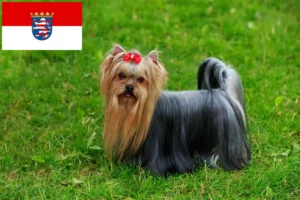 Read more about the article Hessen’de Yorkshire Terrier yetiştiricileri ve köpek yavruları