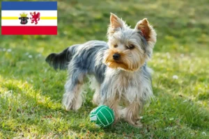 Read more about the article Mecklenburg-Vorpommern’de Yorkshire Terrier yetiştiricileri ve köpek yavruları