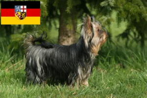 Read more about the article Saarland’da Yorkshire Terrier yetiştiricileri ve köpek yavruları