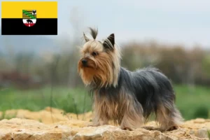 Read more about the article Saxony-Anhalt’da Yorkshire Terrier yetiştiricileri ve köpek yavruları