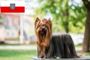 Read more about the article Thüringen’de Yorkshire Terrier yetiştiricileri ve köpek yavruları