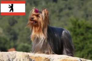 Read more about the article Berlin’de Yorkshire Terrier yetiştiricileri ve köpek yavruları