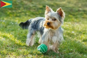 Read more about the article Guyana’da Yorkshire Terrier yetiştiricileri ve köpek yavruları