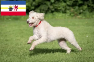 Read more about the article Mecklenburg-Vorpommern’de Avustralya Labradoodle yetiştiricileri ve köpek yavruları