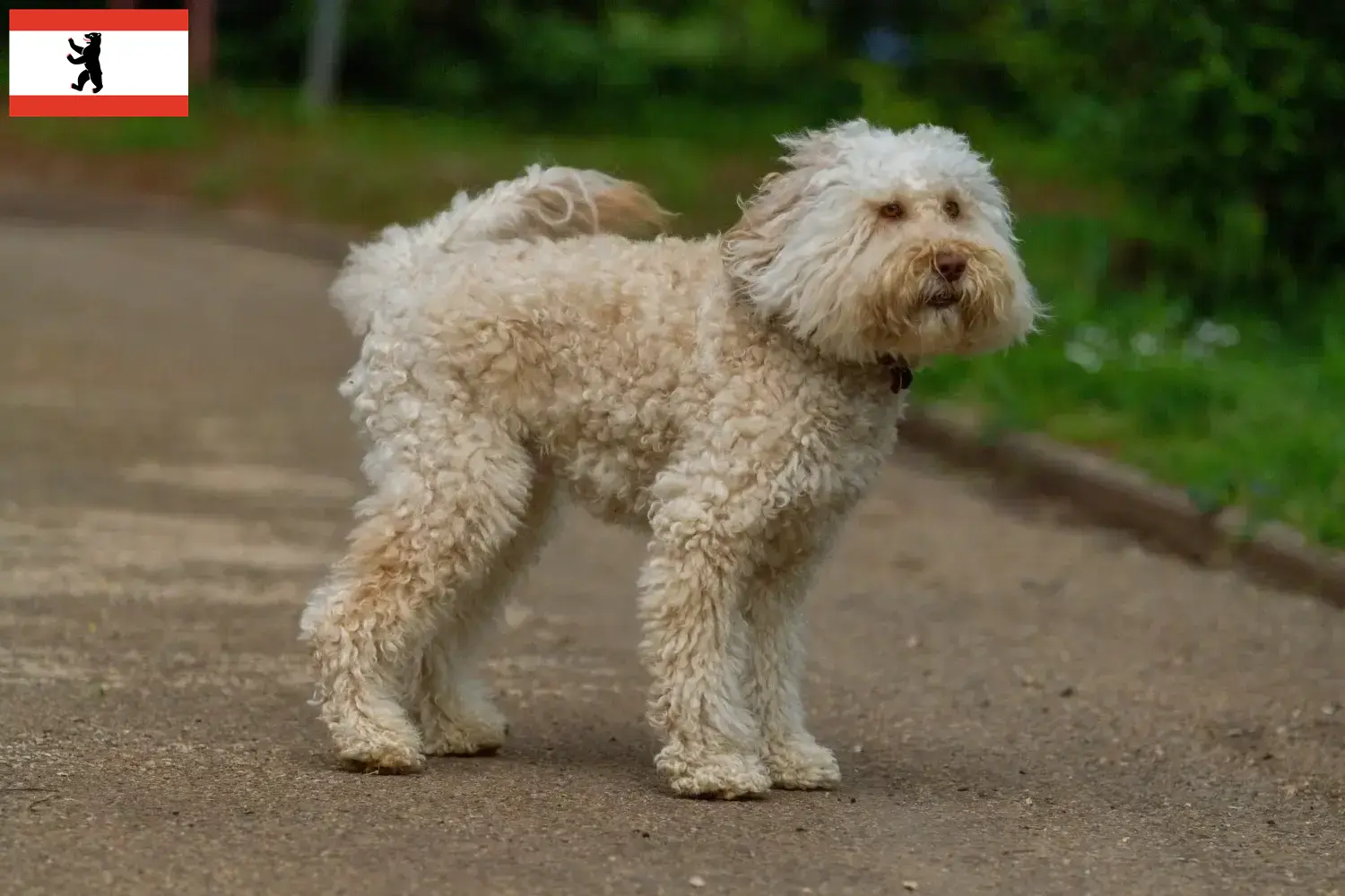 Read more about the article Berlin’de Avustralya Labradoodle yetiştiricileri ve köpek yavruları