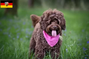 Read more about the article Saarland’da Avustralya Labradoodle yetiştiricileri ve köpek yavruları