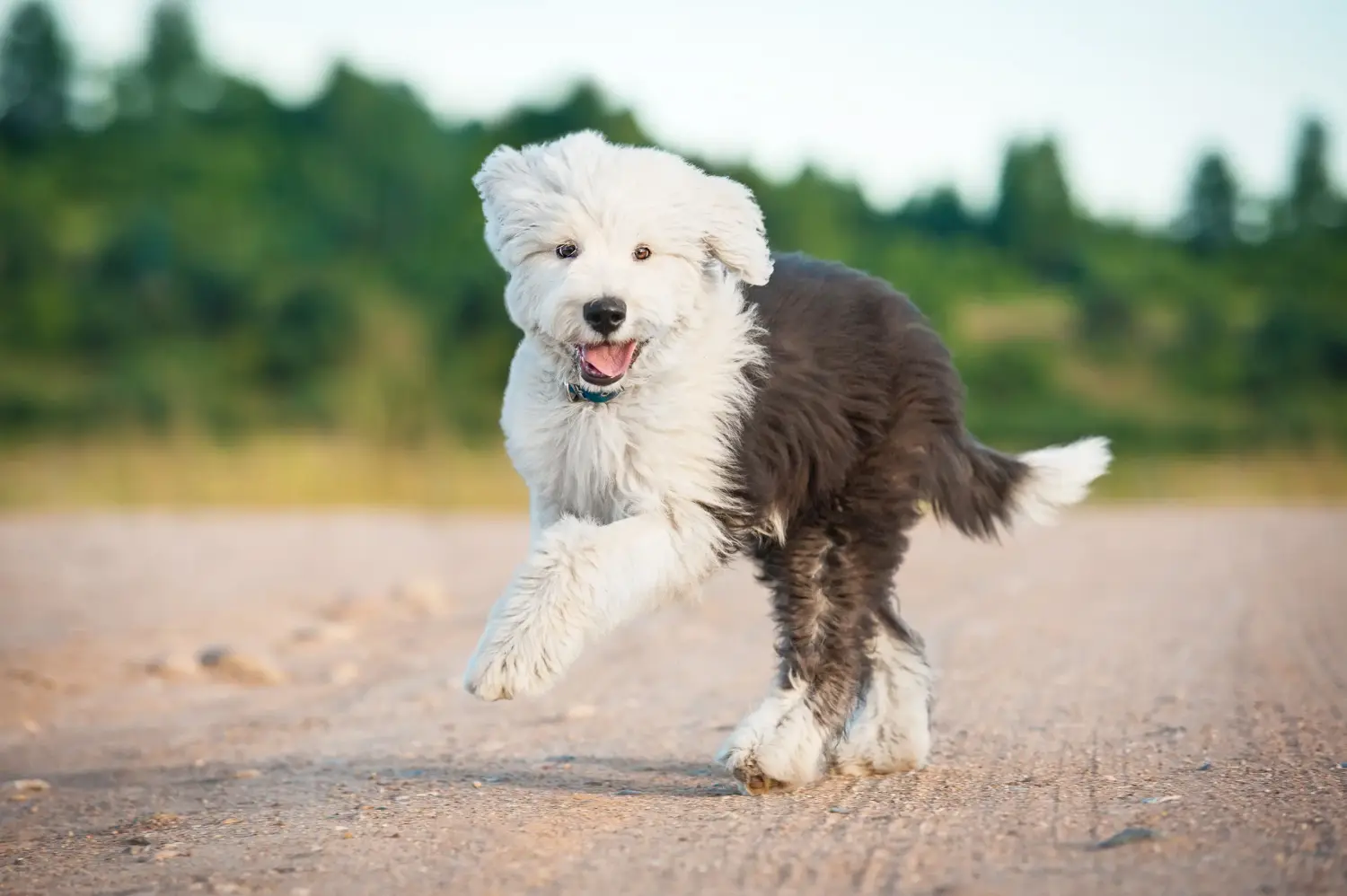 Bir Bobtail yavru köpek satın almak sorumluluk almak demektir! Bobtail yavru köpek satın alın.