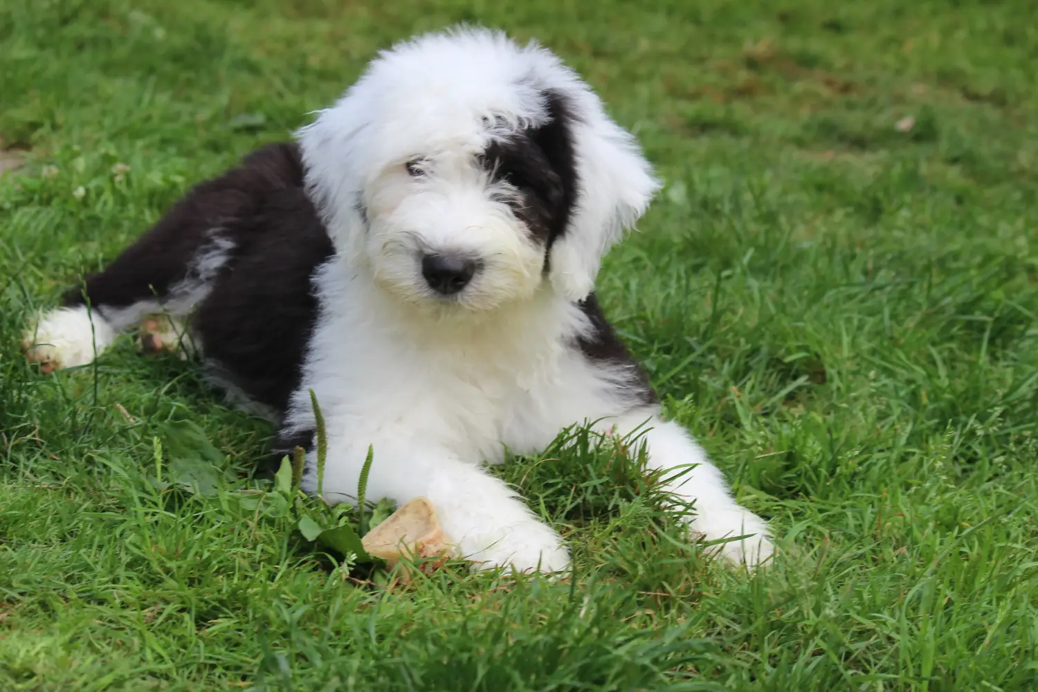 Bir Bobtail yavru köpek satın almak sorumluluk almak demektir! Bobtail yavru köpek satın alın.