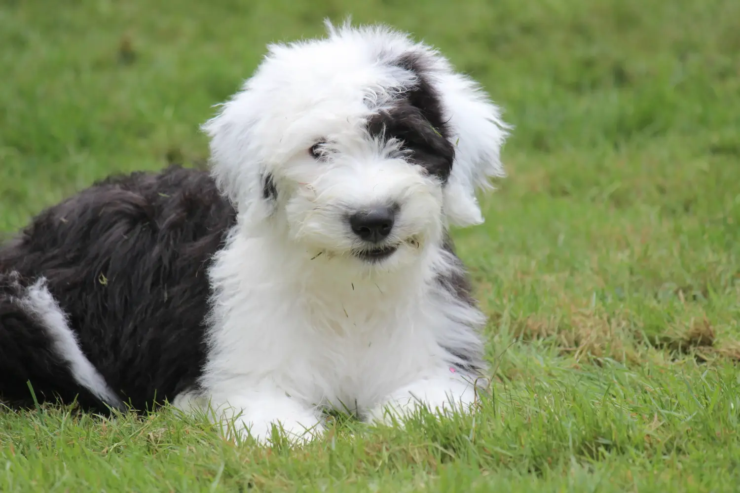 Bir Bobtail yavru köpek satın almak sorumluluk almak demektir! Bobtail yavru köpek satın alın.
