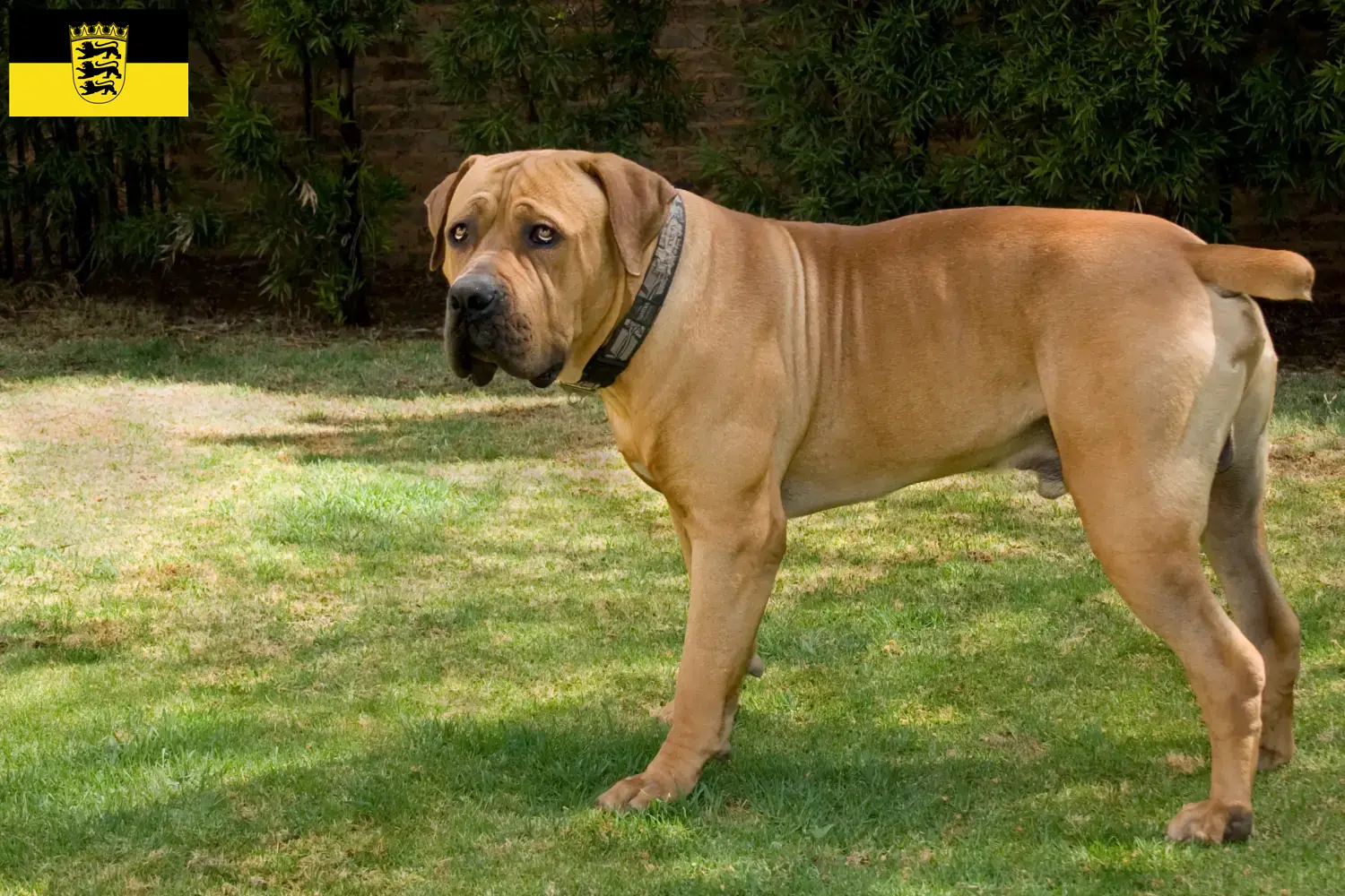 Read more about the article Baden-Württemberg’de Boerboel yetiştiricileri ve köpek yavruları