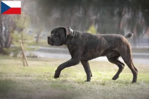 Read more about the article Çek Cumhuriyeti’ndeki Boerboel yetiştiricileri ve yavruları