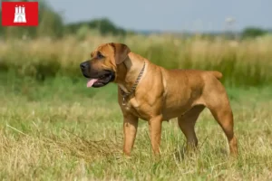Read more about the article Hamburg’da Boerboel yetiştiricileri ve köpek yavruları