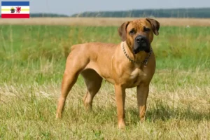 Read more about the article Mecklenburg-Vorpommern’de Boerboel yetiştiricileri ve köpek yavruları