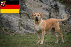 Read more about the article Rheinland-Pfalz’da Boerboel yetiştiricileri ve köpek yavruları