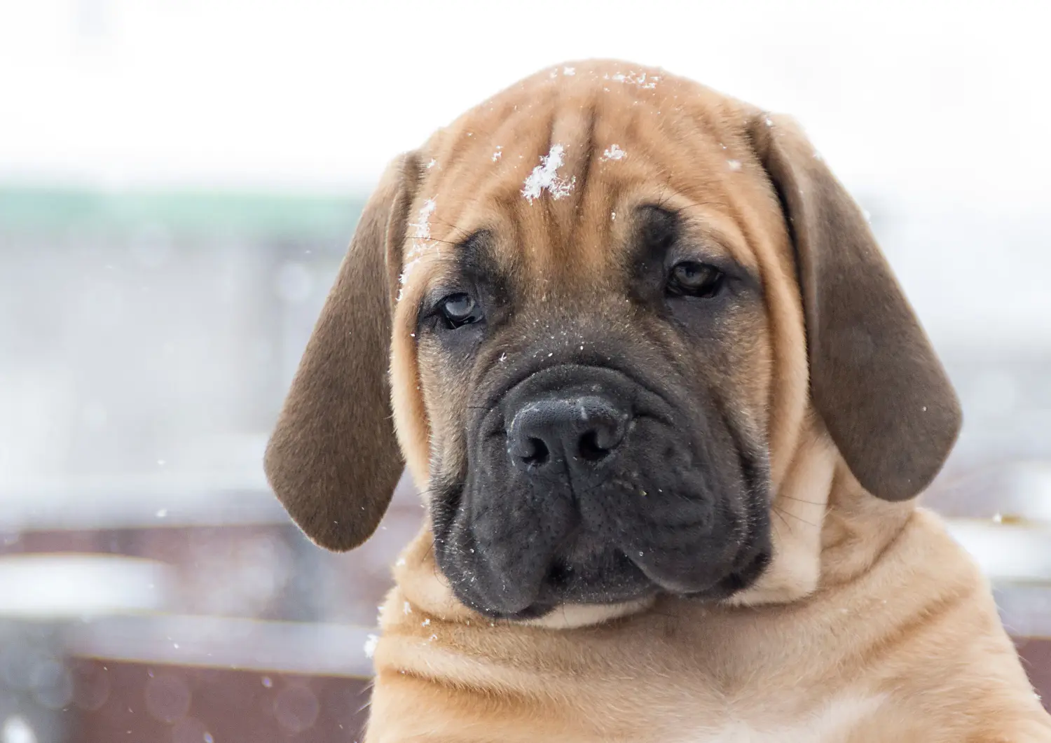 Bir Boerboel yavrusu satın almak sorumluluk almak demektir! Boerboel yavruları satın alın.