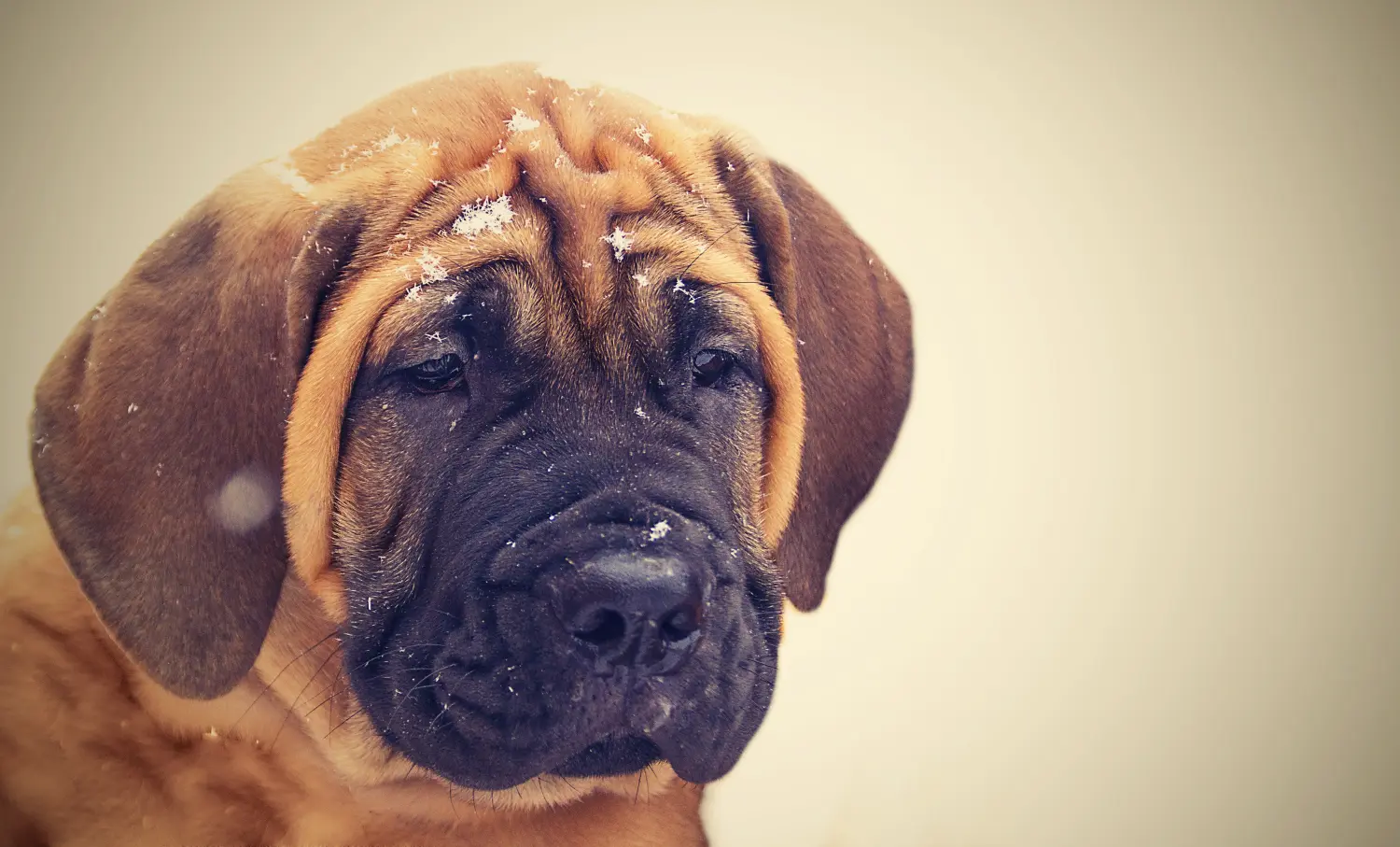 Bir Boerboel yavrusu satın almak sorumluluk almak demektir! Boerboel yavruları satın alın.