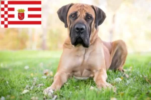 Read more about the article Bremen’de Boerboel yetiştiricileri ve köpek yavruları