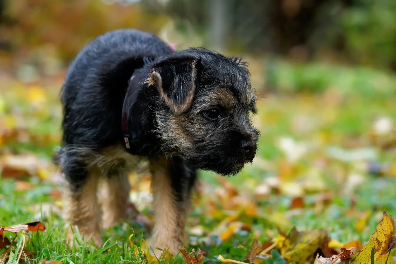 Bir Border Terrier yavrusu satın almak sorumluluk almak demektir! Border Terrier yavruları satın alın.