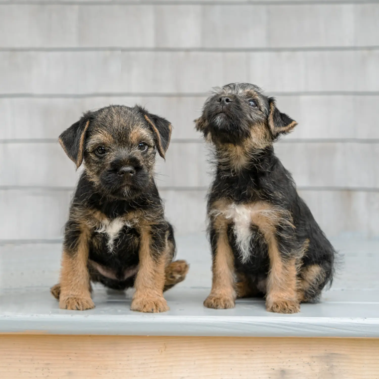 Bir Border Terrier yavrusu satın almak sorumluluk almak demektir! Border Terrier yavruları satın alın.