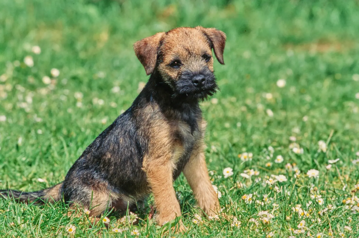 Bir Border Terrier yavrusu satın almak sorumluluk almak demektir! Border Terrier yavruları satın alın.
