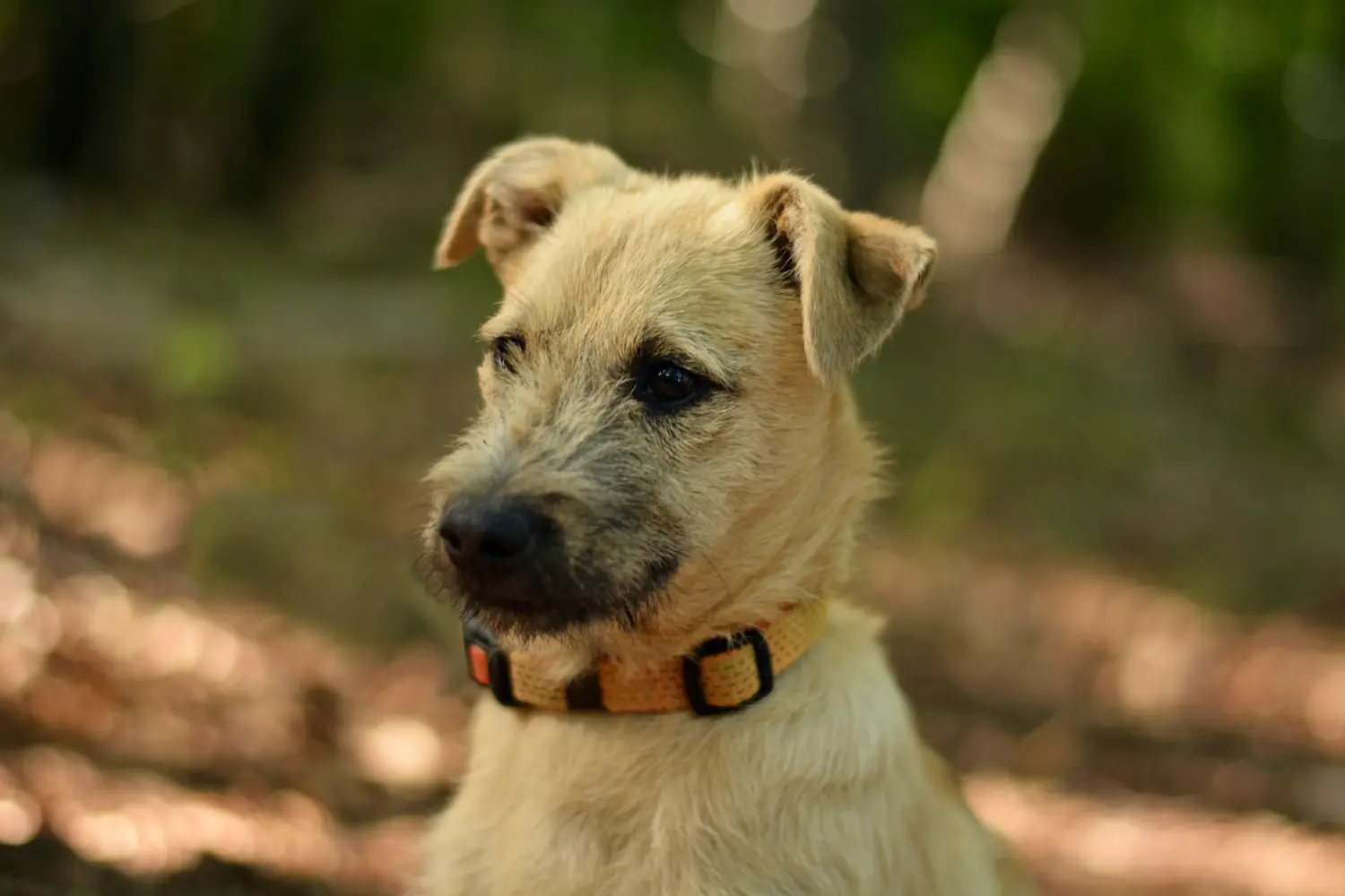 Bir Border Terrier yavrusu satın almak sorumluluk almak demektir! Border Terrier yavruları satın alın.